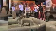 चलाएँ हर एक के लिए असामान्य संघर्ष का पूर्वानुमान लगाएं, सींग वाले और मिट्टी के पोखर में परिधान पहने हुए उत्तराधिकारी को उठा लें।