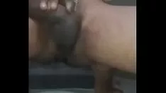 চালান শেভ গামশু পিলাস